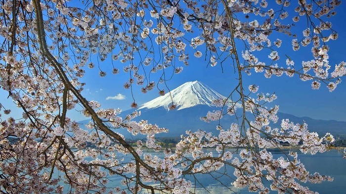 富士山樱花高清背景