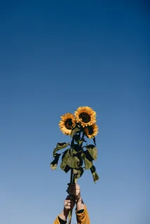 黄色向日葵摄影素材