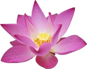 莲花 PNG免抠