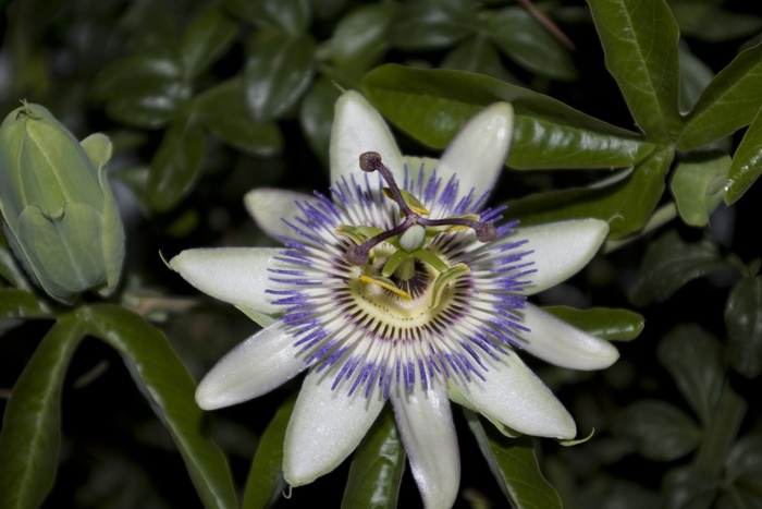 百香果花高清特写图片