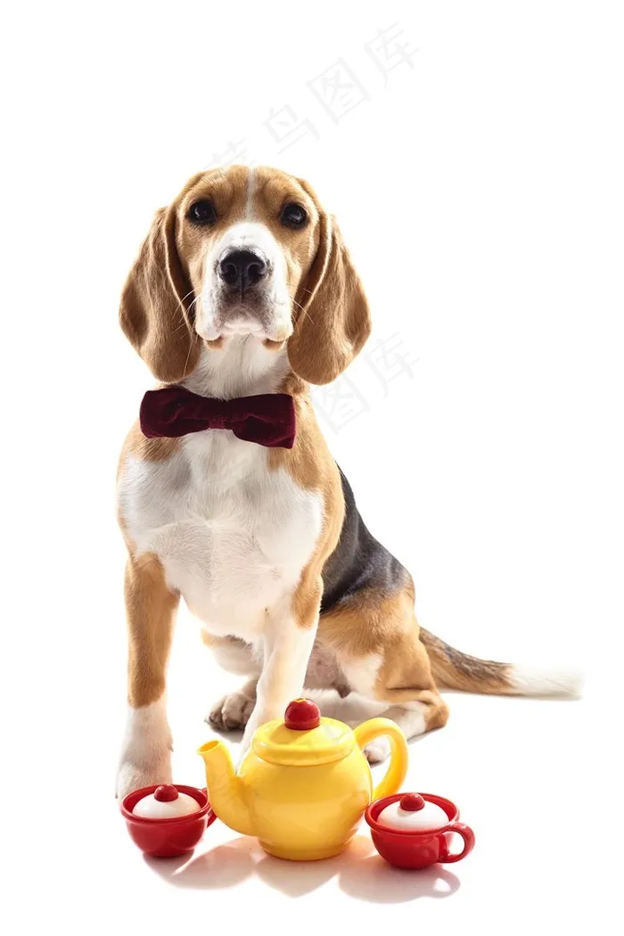 茶壶旁高傲的猎兔犬狗狗图片