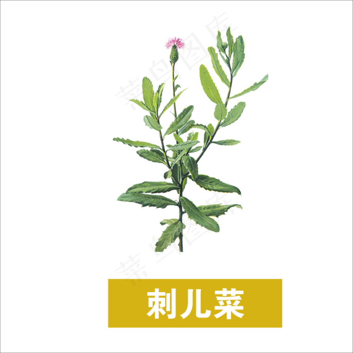 手绘草本中药药材刺儿菜