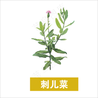手绘草本中药药材刺儿菜