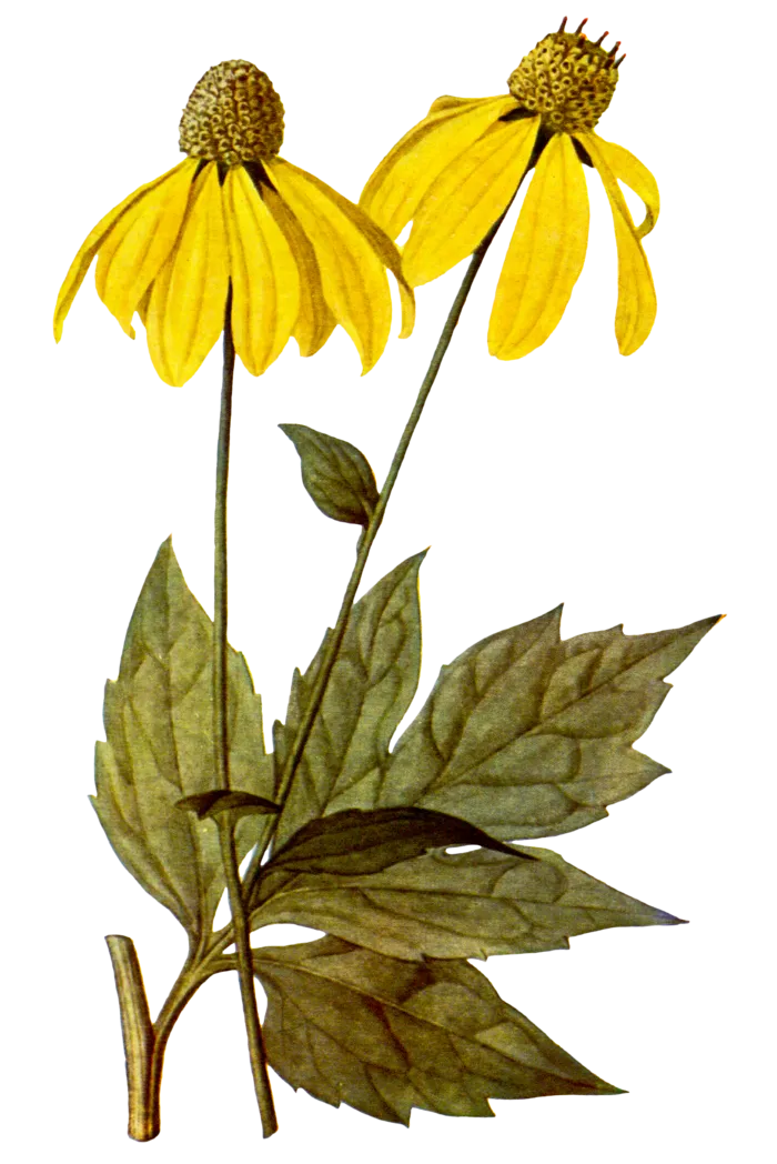 复古手绘植物花卉玫瑰花PNG免扣图案高清图片PS设计素材图