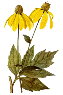 复古手绘植物花卉玫瑰花PNG免扣图案高清图片PS设计素材图