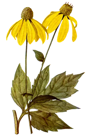 复古手绘植物花卉玫瑰花PNG免扣图案高清图片PS设计素材图