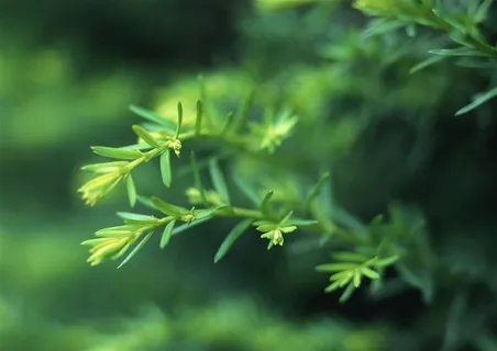 森林风景春季美景素材