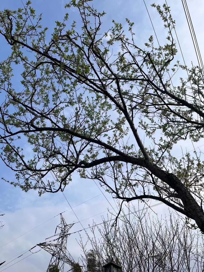 蓝色大树高清图