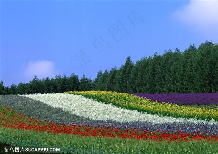 平原草原-山坡上的花海