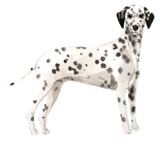 狗狗水彩画插画免扣素材可爱宠物狗