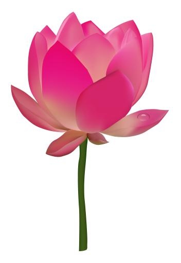 莲花 PNG免抠(2200x3200)