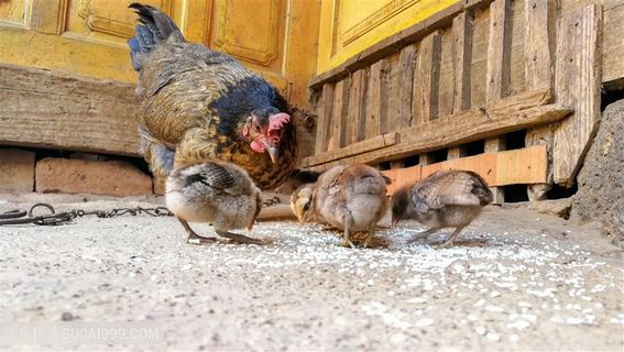 大母鸡和三只小鸡