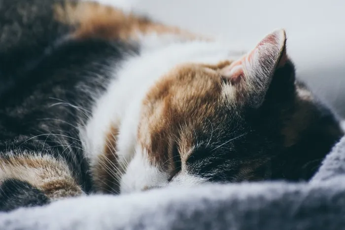 可爱猫咪猫猫摄影素材