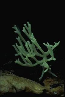 蘑菇图片 蘑菇图片