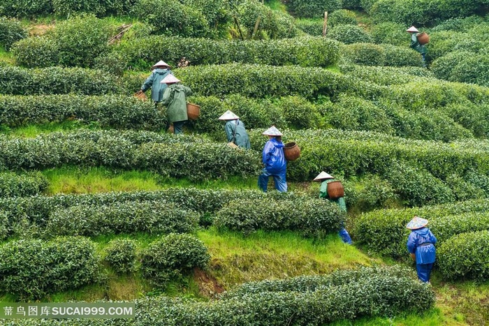 绿色茶山茶园