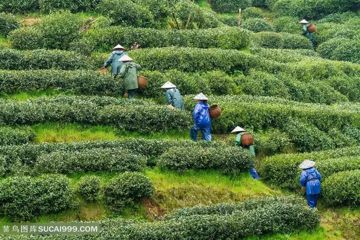 绿色茶山茶园