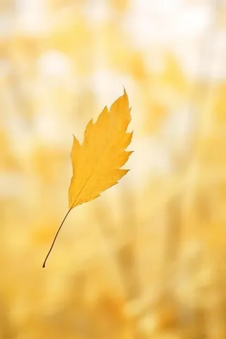 秋天落叶秋叶黄色背景