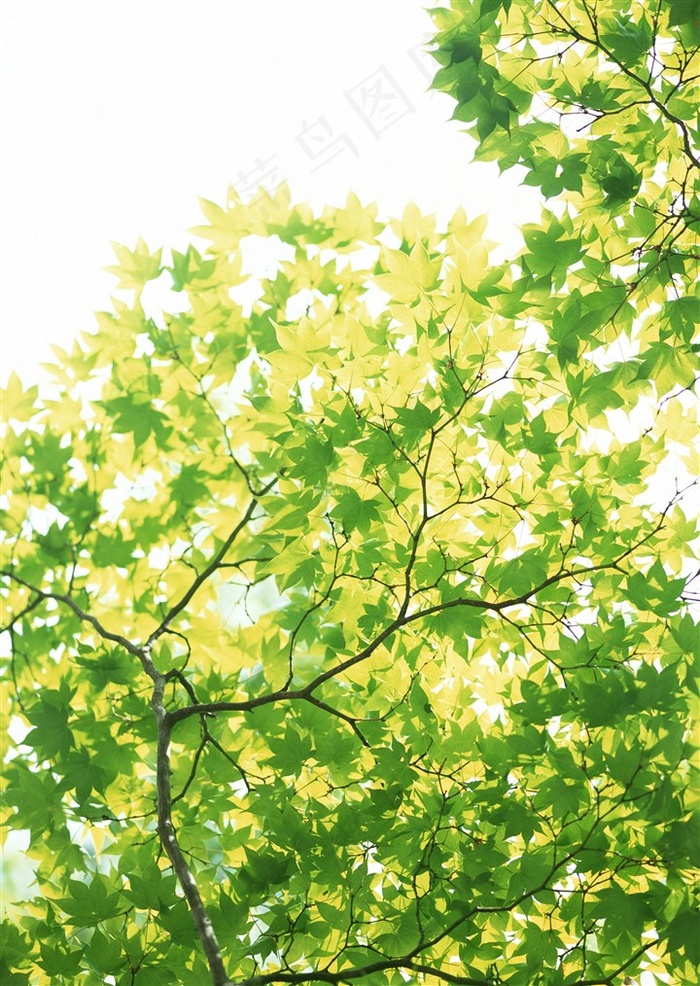 森林树木田园风光素材