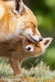 高清小狐狸依偎着狐狸妈妈图片动物大全