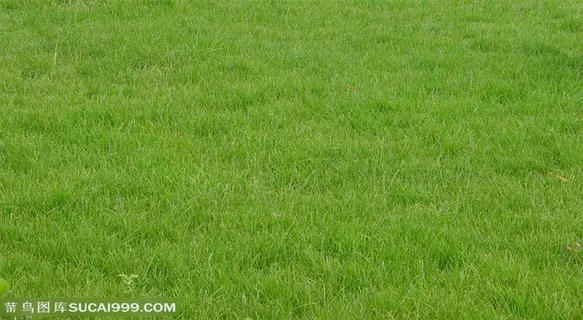 草地绿地-高清草地图片 草地绿地-高清草地图片