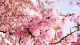 春天盛开的桃花鲜花图片