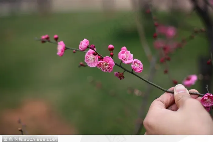 梅花情缘-手中的一枝梅花