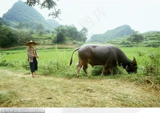 市井生活-放牛的老人