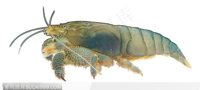 河虾标本