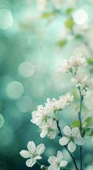 春天清新白色樱花浪漫花瓣枝叶，立春摄影图