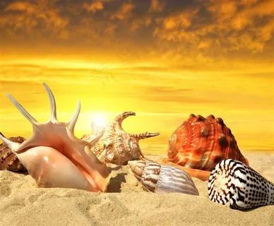 霞光中海星海螺