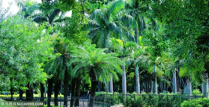 椰树林背景素材