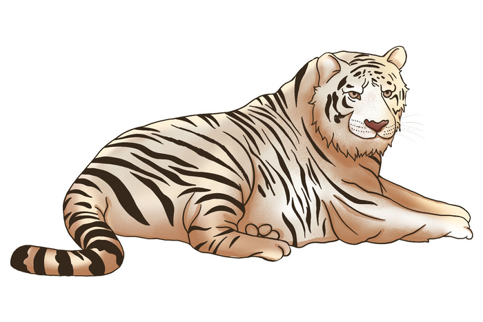 手绘国潮虎年卡通白虎老虎形象插画装饰元素PSD设计素材png免抠图