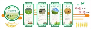 农耕文化水稻的种植