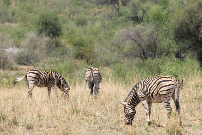 动物世界斑马图片