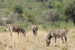 动物世界斑马图片