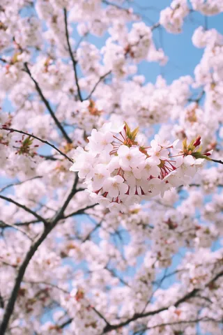 蓝天里盛开的樱花淡粉色摄影图