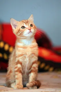 抬头张望的猫咪