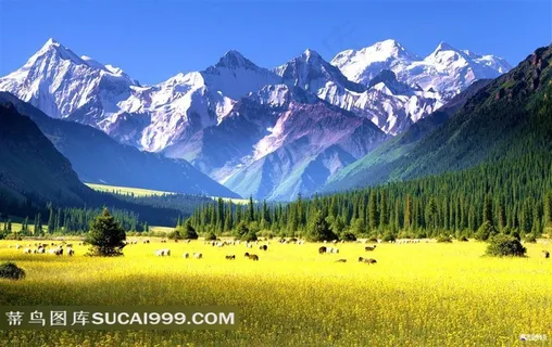雪山草原风光 雪山草原风光