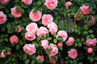 玫瑰花墙粉红色摄影图