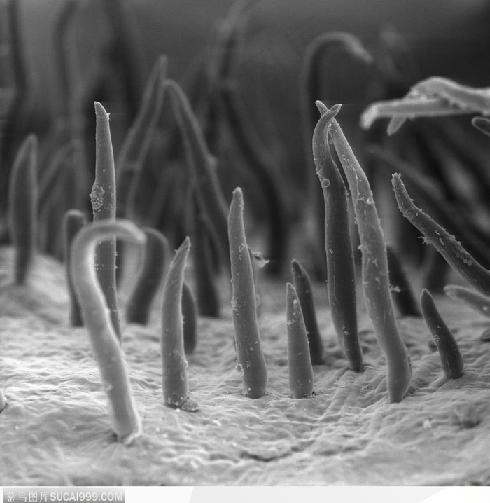 微观世界-毛茸茸的表面