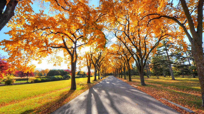 秋天秋日树落叶道路高清背景