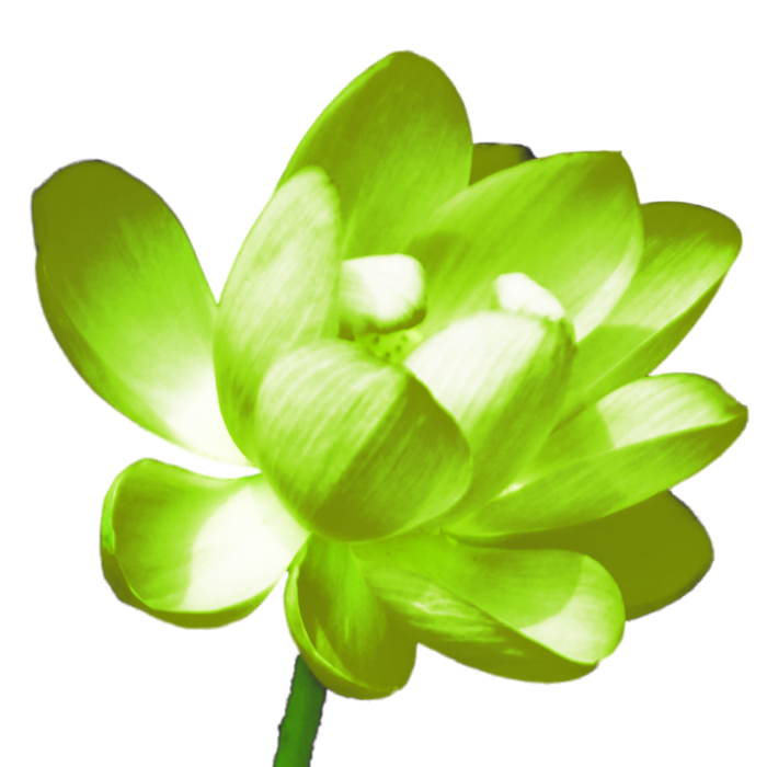 莲花免抠图黄绿
