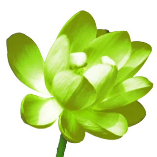 莲花免抠图黄绿