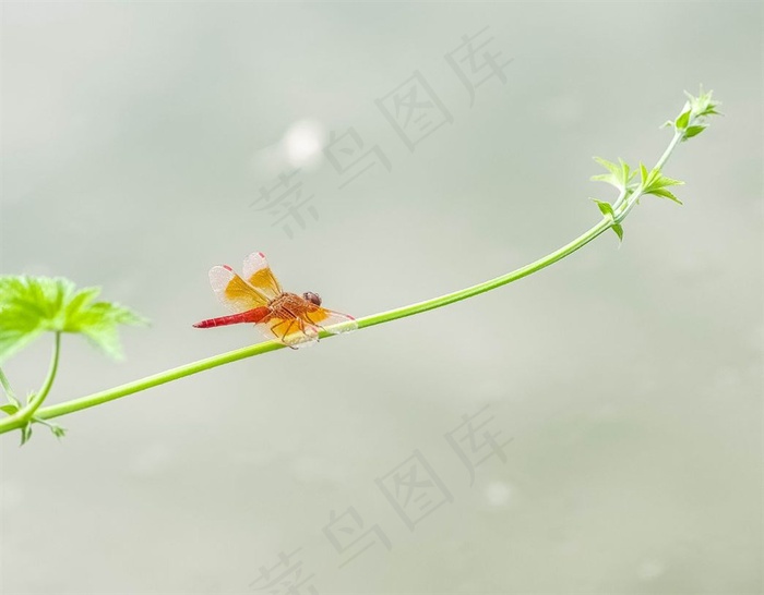 藤蔓上一只红蜻蜓