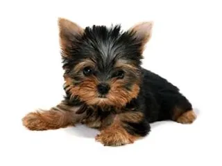 狗 PNG 图像，图片，下载，狗免抠