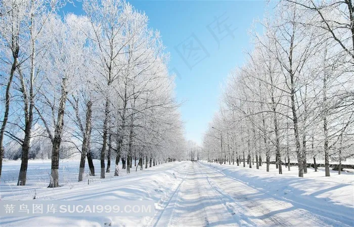 高清路林雪景摄影图片