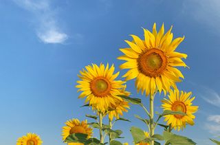 向日葵高清图片