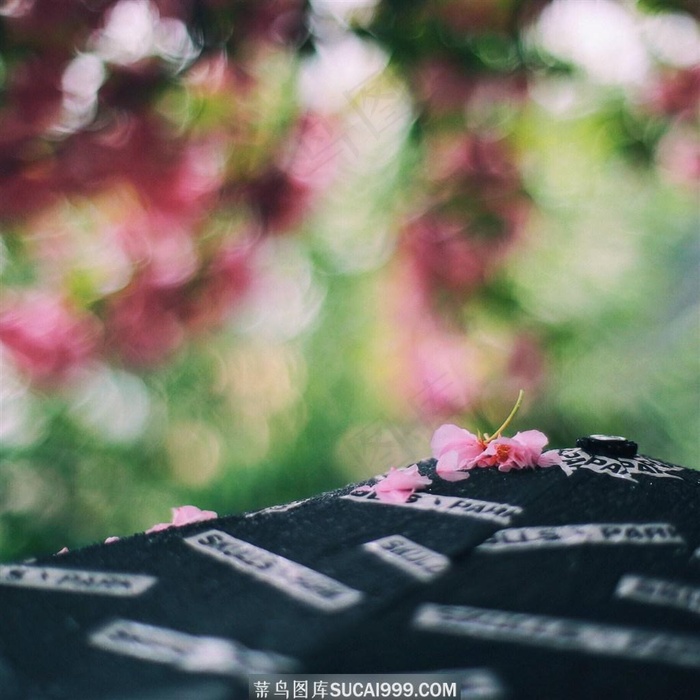 春天雨后落下的花