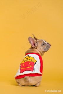 可爱呆萌憨狗狗图片