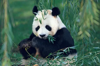 竹林熊猫图片下载 竹林熊猫图片下载
